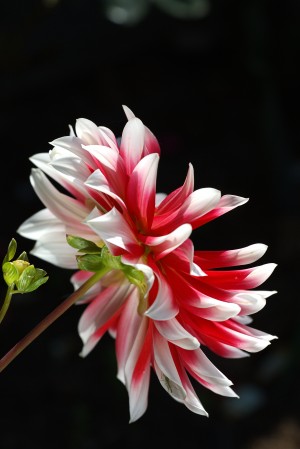 Dahlia Bold On Black